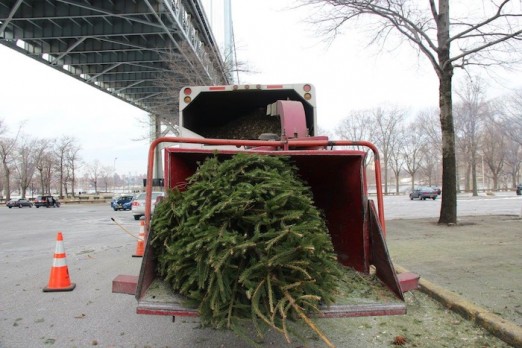 mulching-tree-astoria-park
